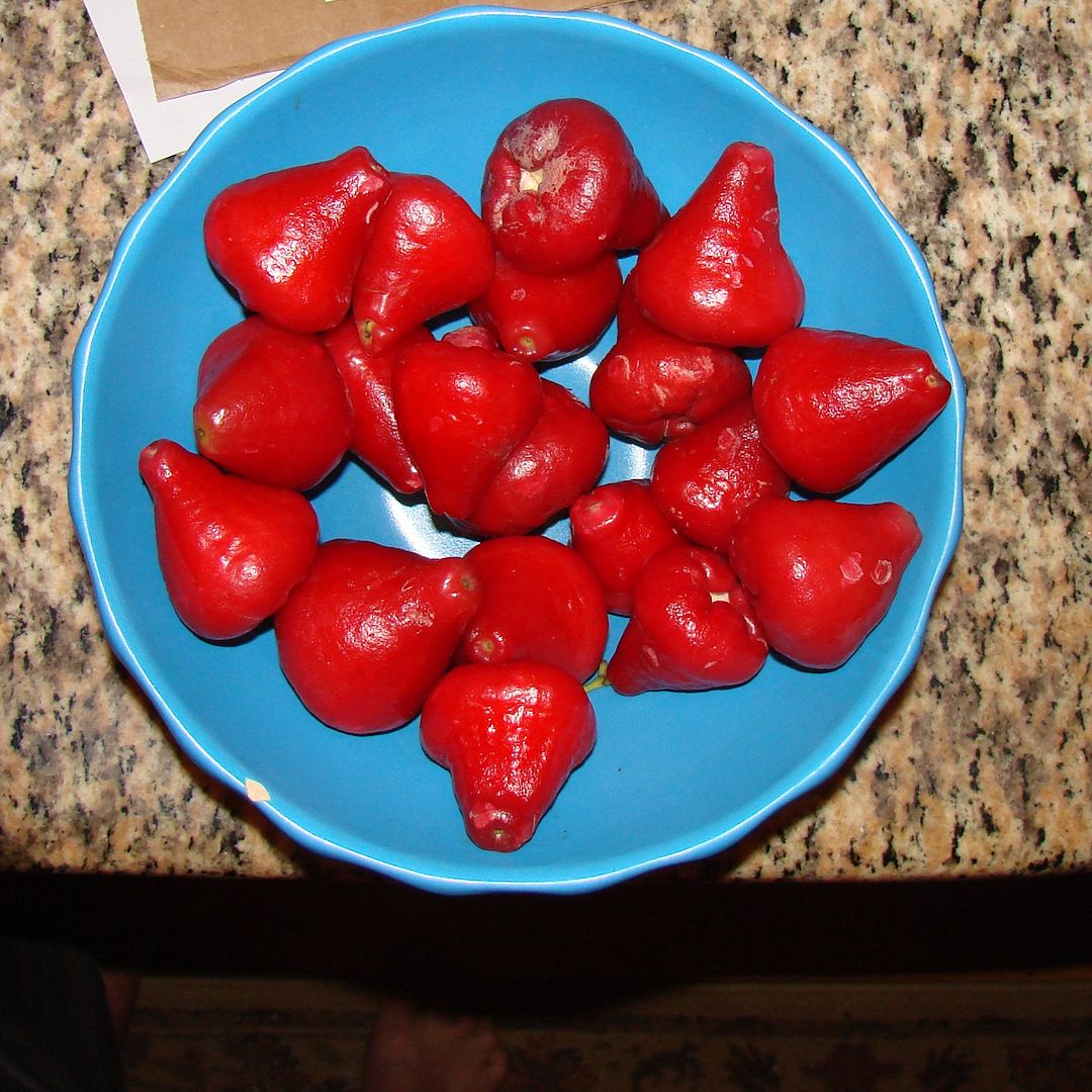 Water Rose Apple HOT PINK FRUITS Wax Jambu Syzygium samarangense LIVE